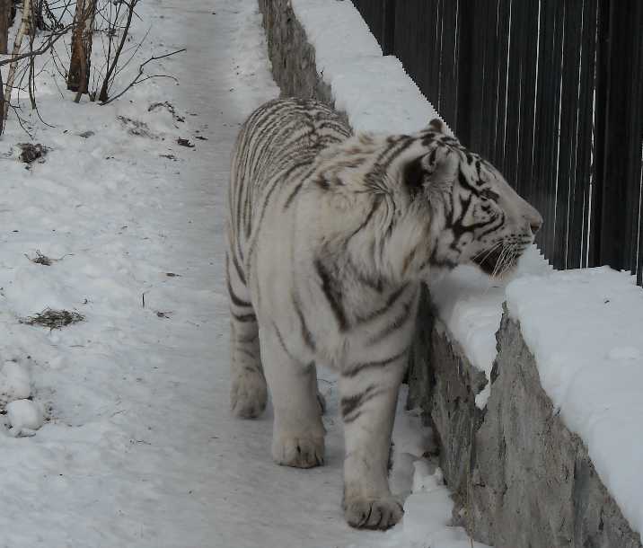     - Panthera tigris tigris var.alba  ( 16) 