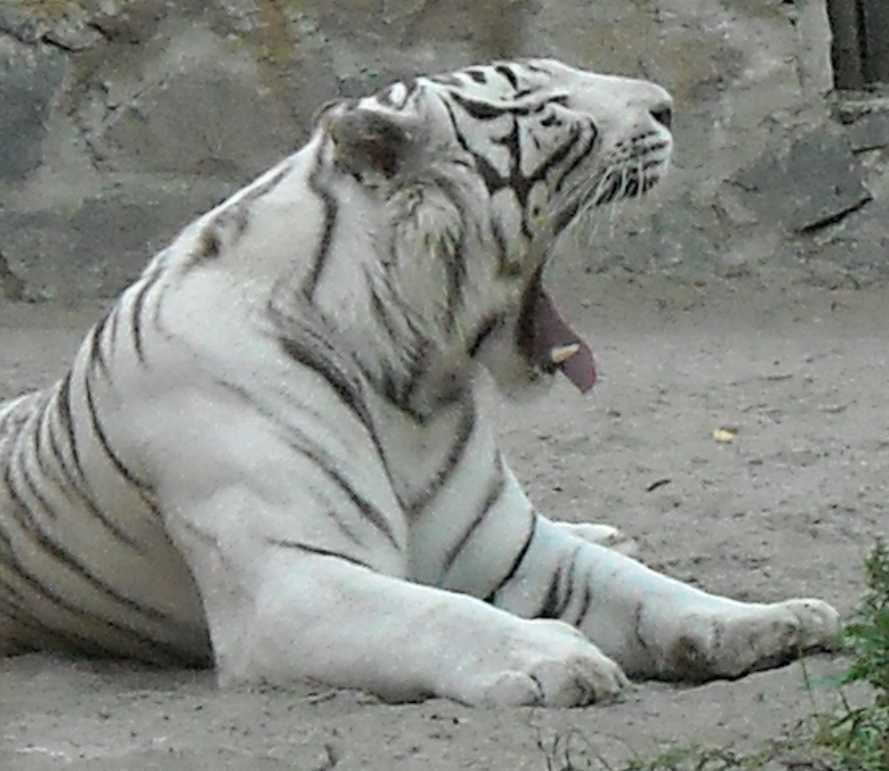     - Panthera tigris tigris var.alba  ( 23) 