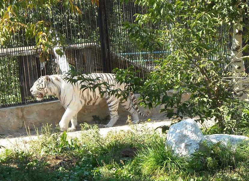     - Panthera tigris tigris var.alba  ( 25) 