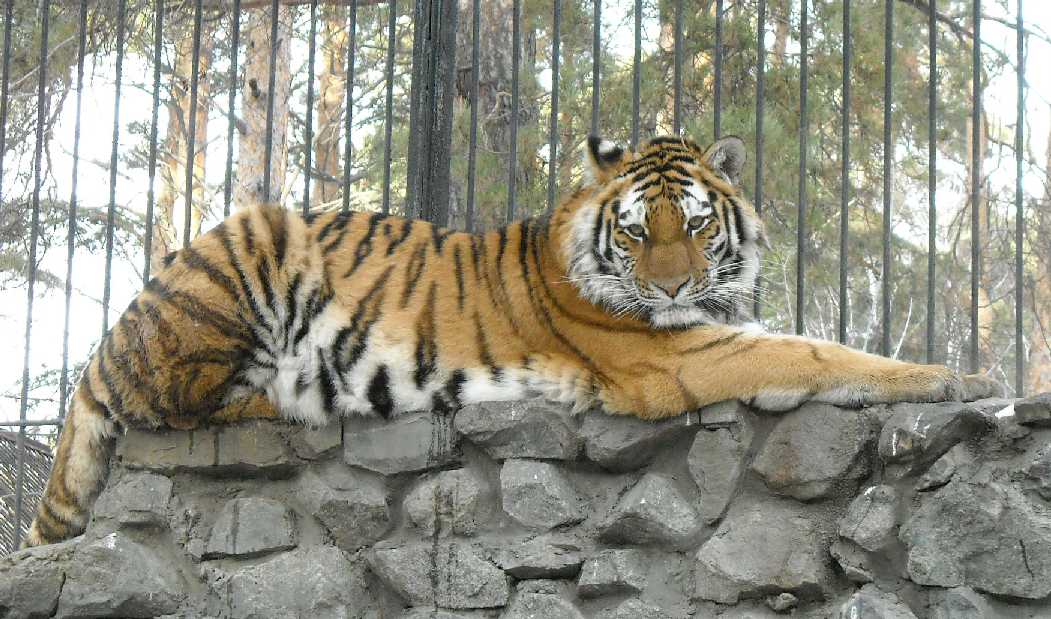   - Panthera tigris altaica  ( 29) 