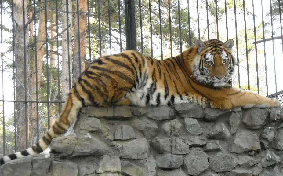   - Panthera tigris altaica  ( 30) 
