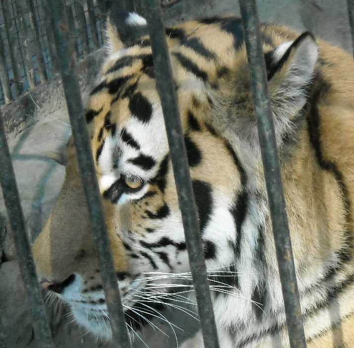   - Panthera tigris altaica  ( 31) 