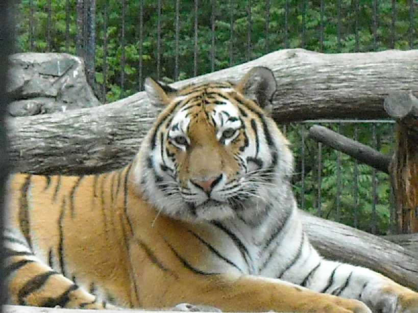   - Panthera tigris altaica  ( 32) 