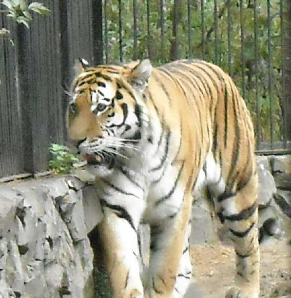   - Panthera tigris altaica  ( 33) 