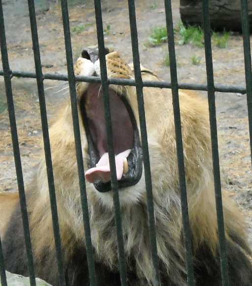  - Panthera leo  ( 44) 