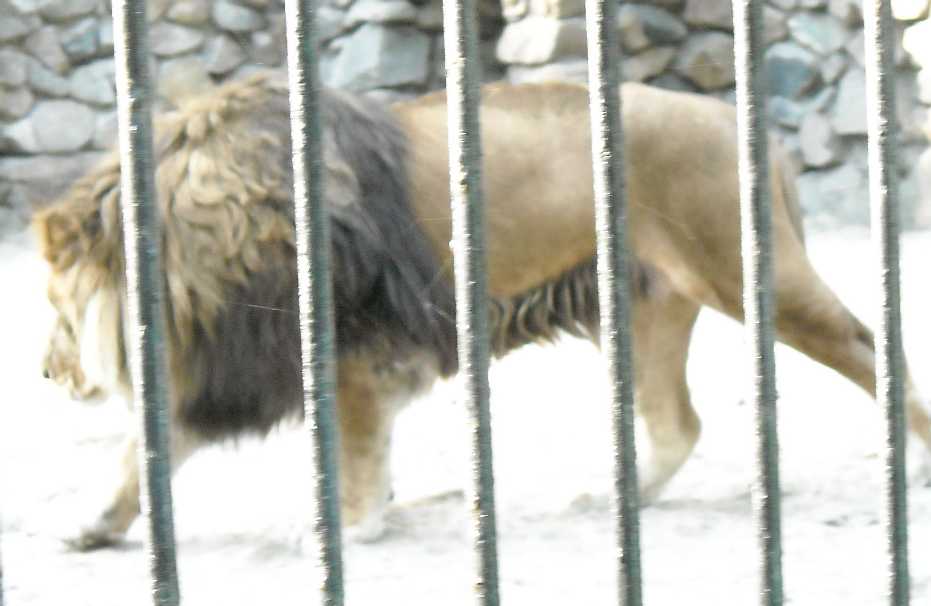   - Panthera leo  ( 47) 