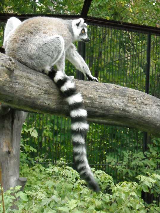   - Lemur catta  ( 181) 
