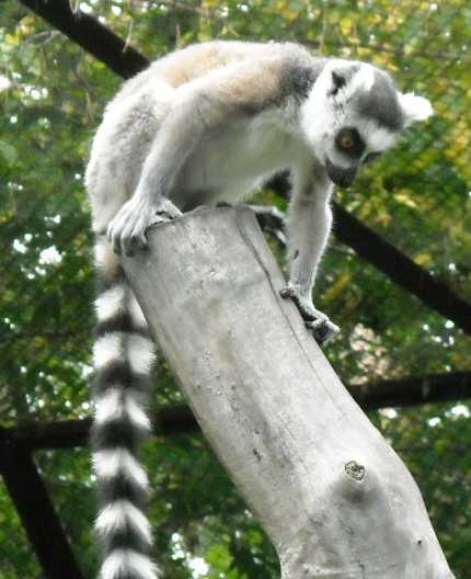   - Lemur catta  ( 182) 