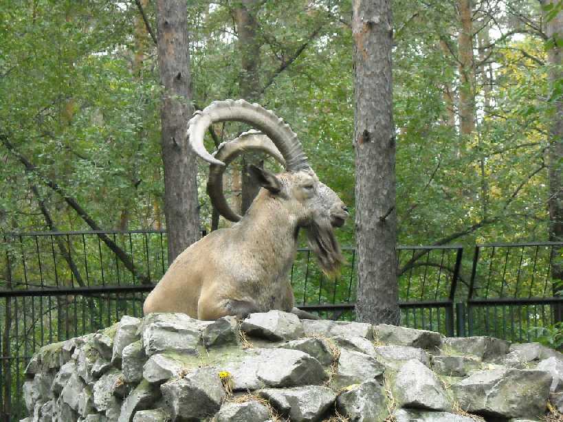   - Capra ibex sibirica  ( 250) 