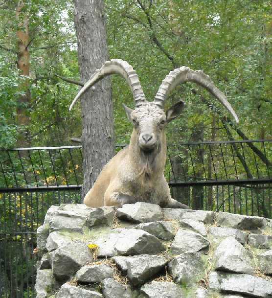    - Capra ibex sibirica  ( 251) 