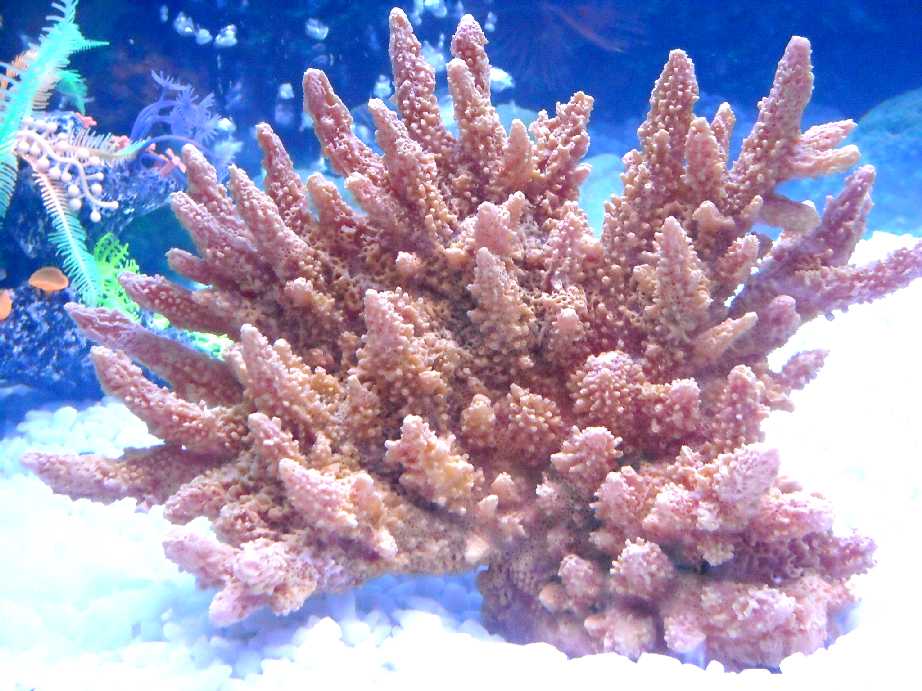 Кораллы - (фото 367) .