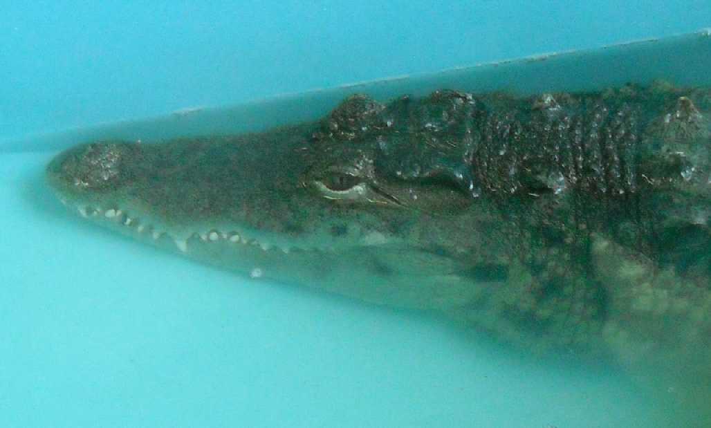   - Crocodylus niloticus  ( 434) 