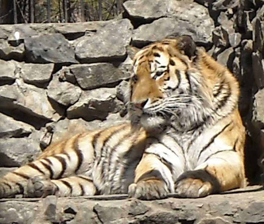   - Panthera tigris altaica  ( 485) 