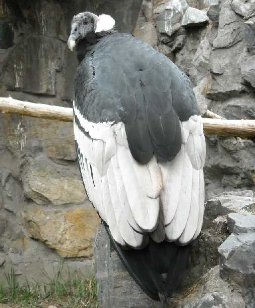   - Vultur gryphus  ( 585) 