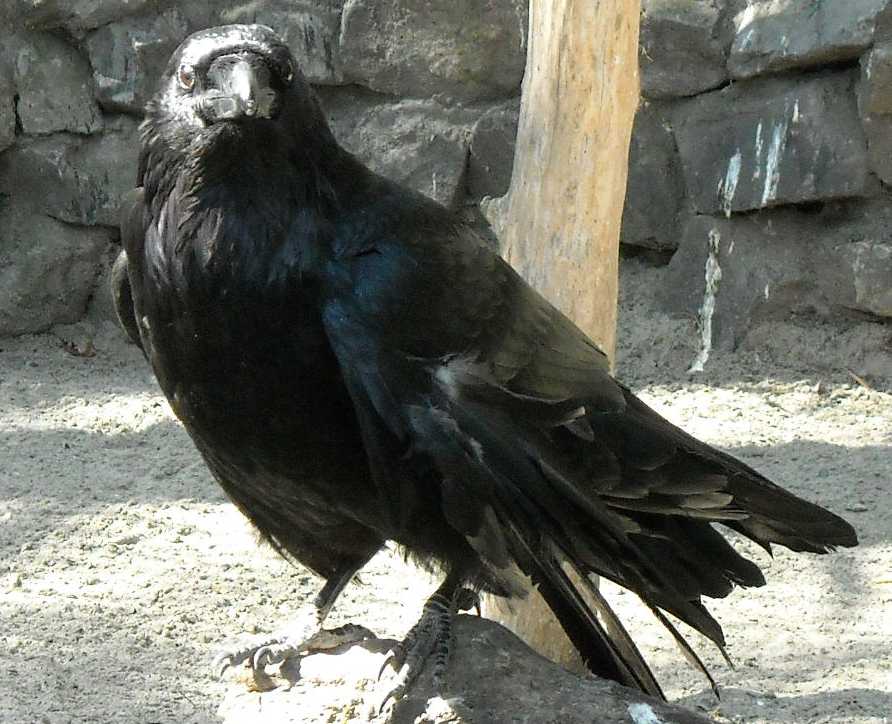  - Corvus corax  ( 664) 