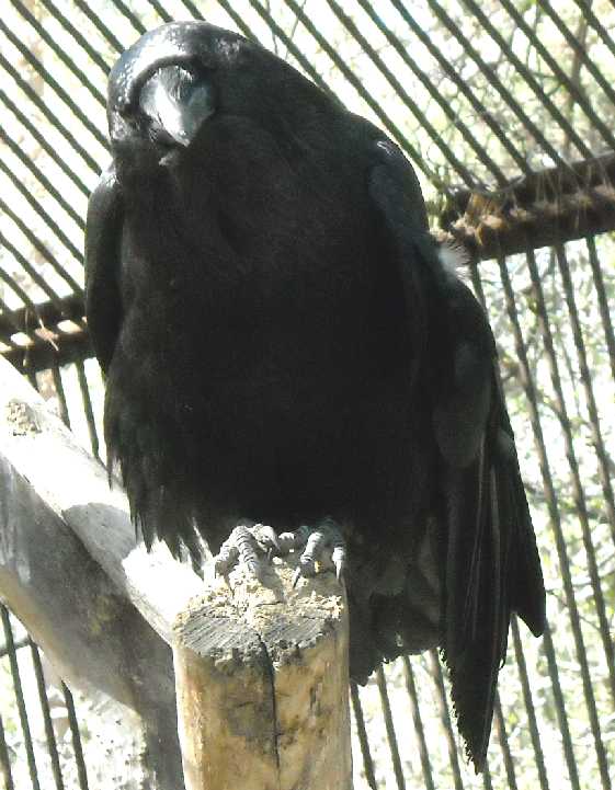  - Corvus corax  ( 666) 