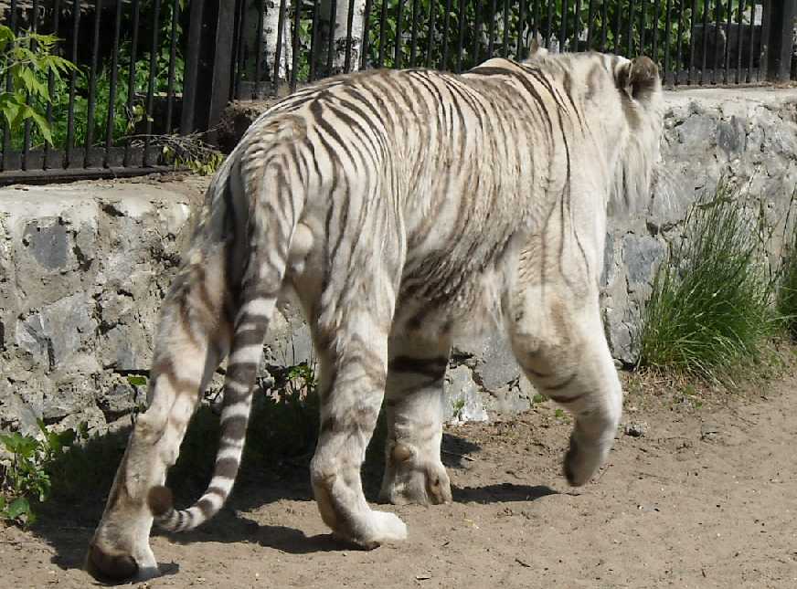     - Panthera tigris tigris var.alba  ( 803) 