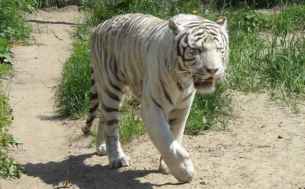     - Panthera tigris tigris var.alba  ( 807) 