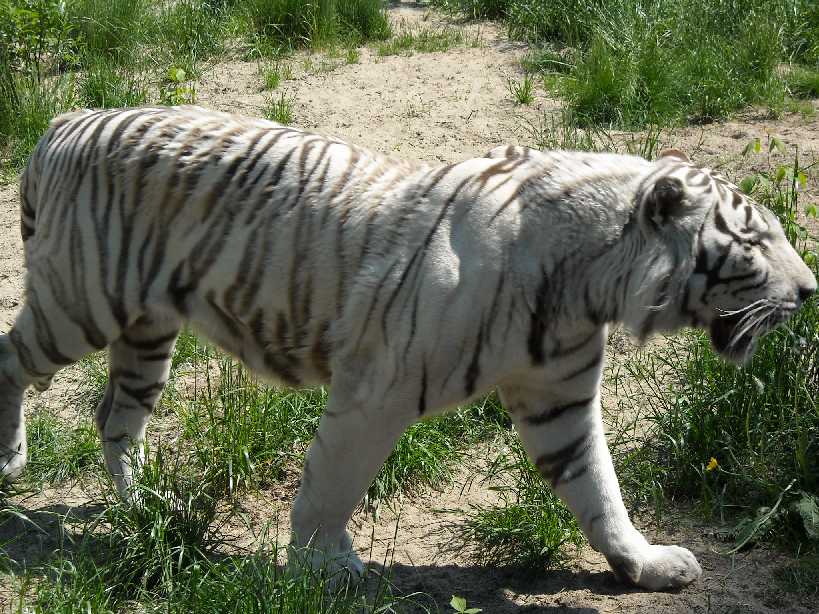     - Panthera tigris tigris var.alba  ( 809) 
