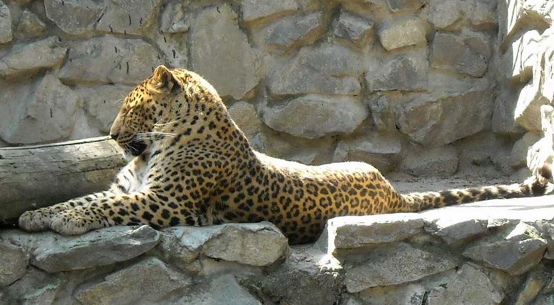   - Panthera pardus ciscaucasica  ( 882) 