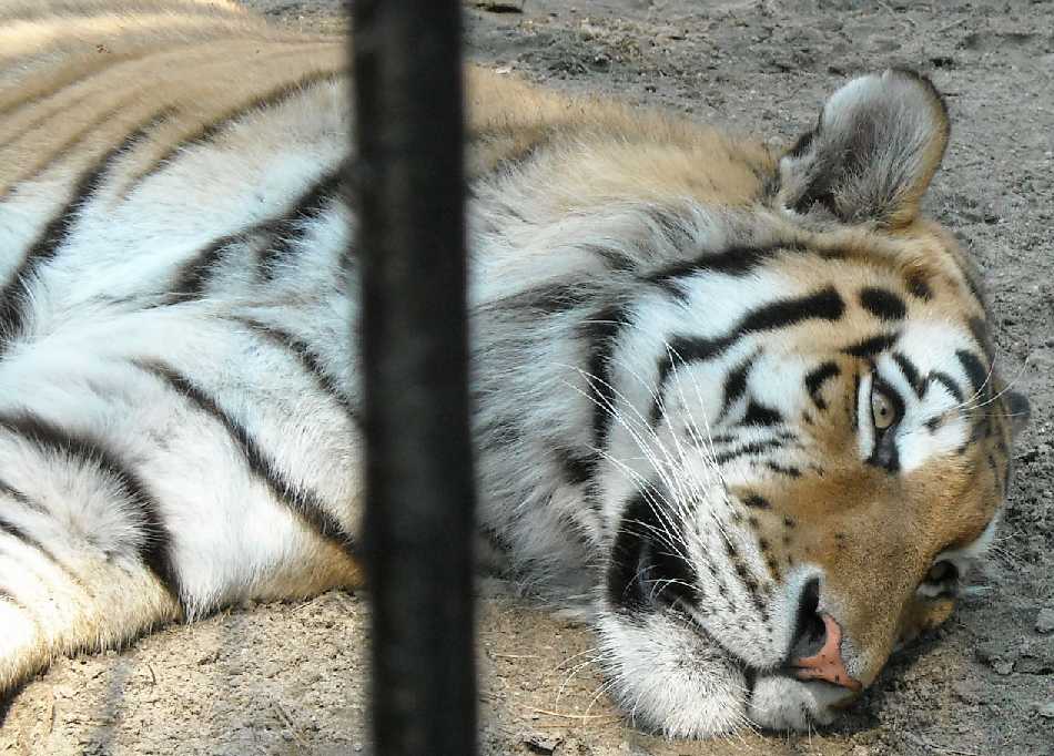   - Panthera tigris altaica  ( 921) 