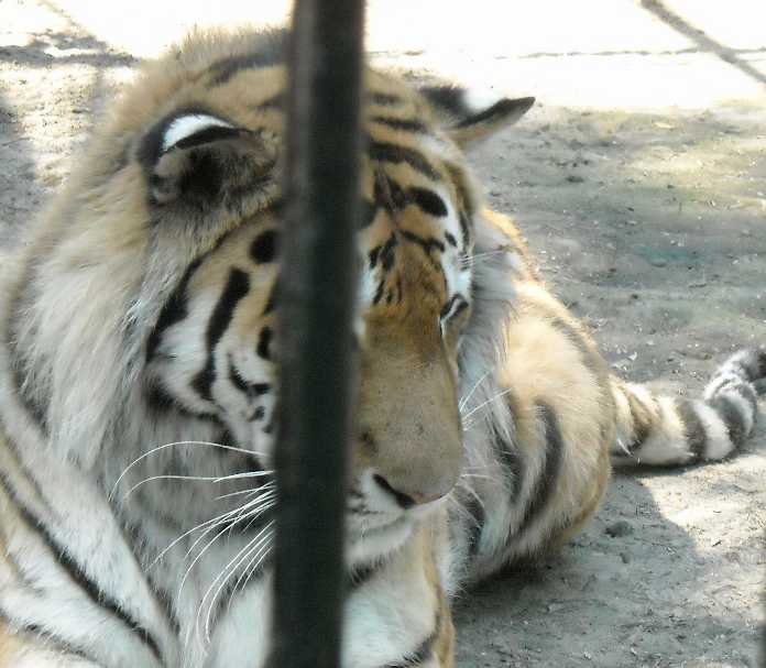   - Panthera tigris altaica  ( 922) 