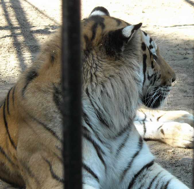   - Panthera tigris altaica  ( 923) 