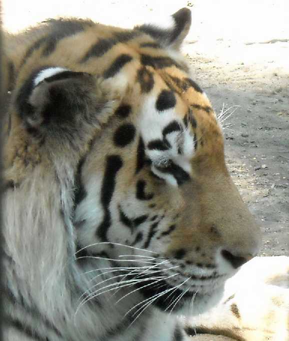   - Panthera tigris altaica  ( 924) 