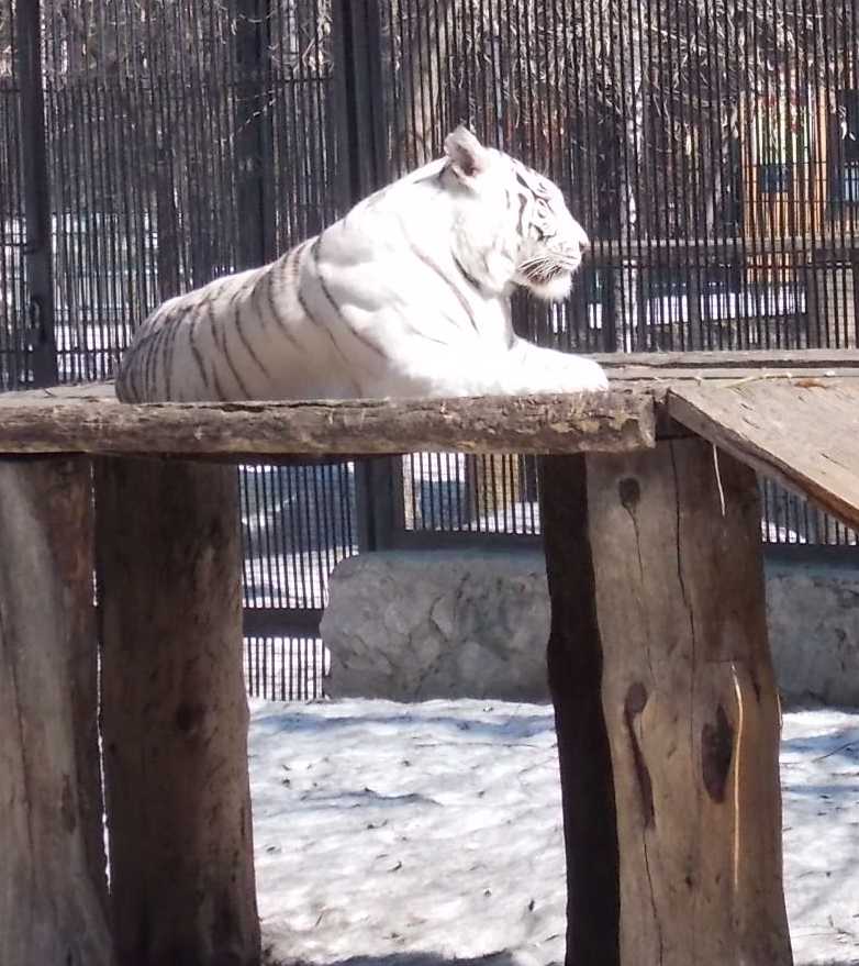     - Panthera tigris tigris var.alba  ( 10220) 