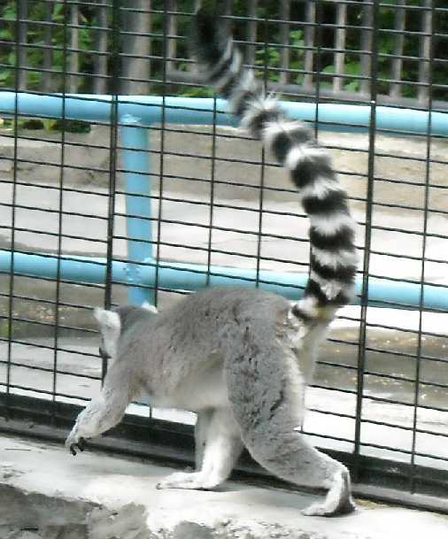   - Lemur catta  ( 1167) 