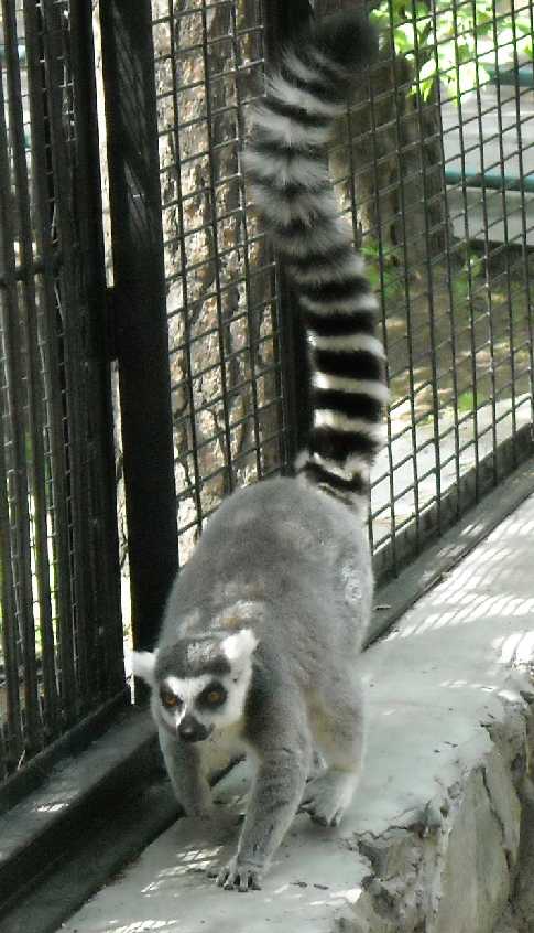   - Lemur catta  ( 1168) 