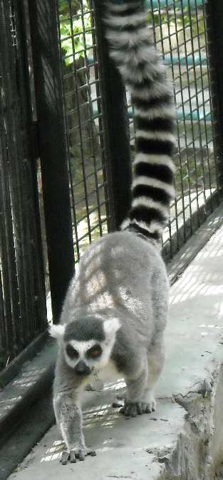   - Lemur catta  ( 1170) 