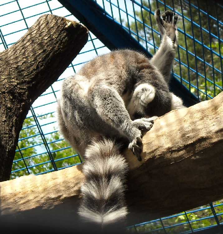   - Lemur catta  ( 1171) 