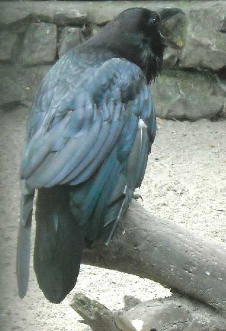  - Corvus corax  ( 1280) 