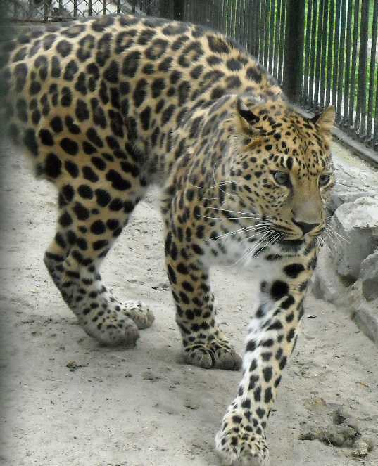   - Panthera pardus orientalis  ( 1396) 