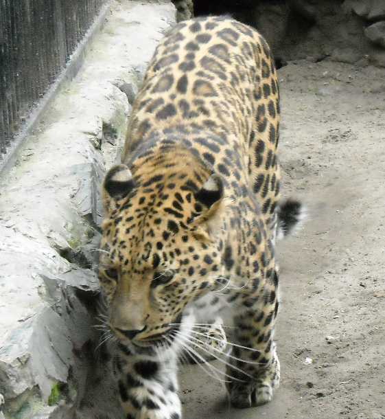   - Panthera pardus orientalis  ( 1500) 