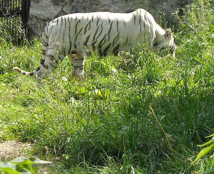     - Panthera tigris tigris var.alba  ( 1852) 
