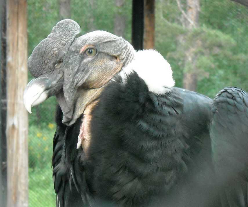   - Vultur gryphus  ( 1891) 