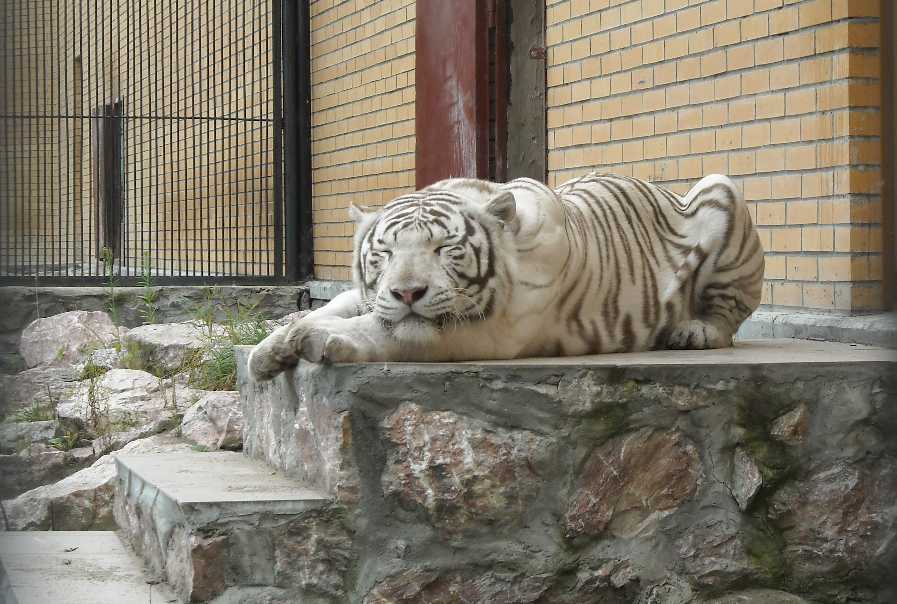     - Panthera tigris tigris var.alba  ( 1957) 