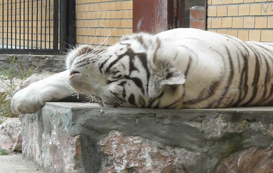     - Panthera tigris tigris var.alba  ( 1983) 