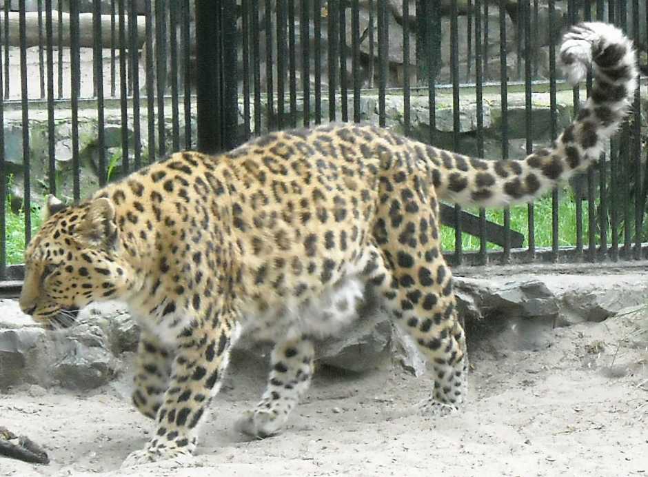   - Panthera pardus orientalis  ( 1997) 