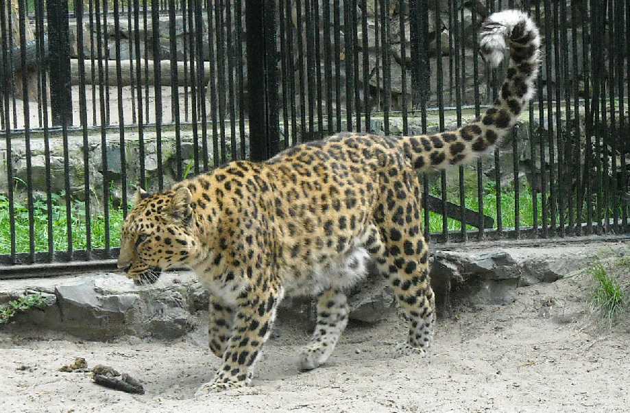   - Panthera pardus orientalis  ( 1998) 