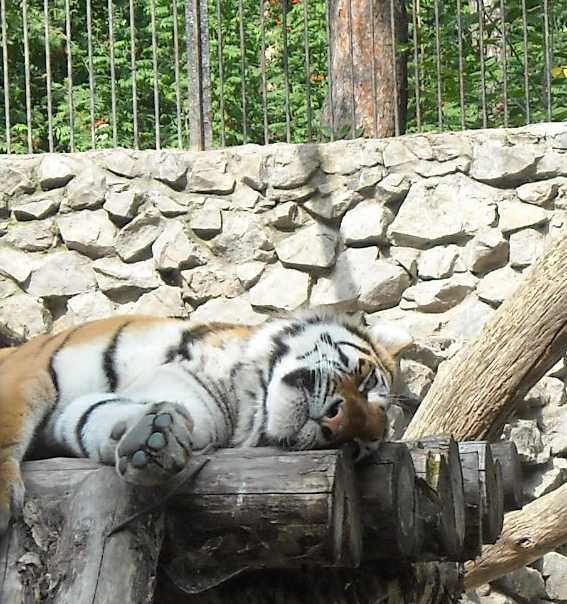   - Panthera tigris altaica  ( 2026) 