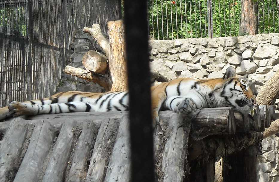   - Panthera tigris altaica  ( 2027) 