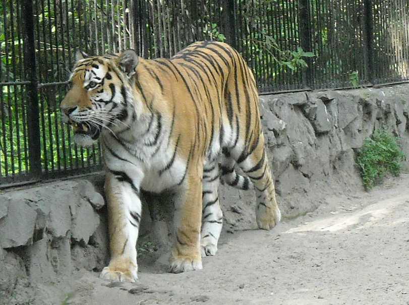   - Panthera tigris altaica  ( 2029) 