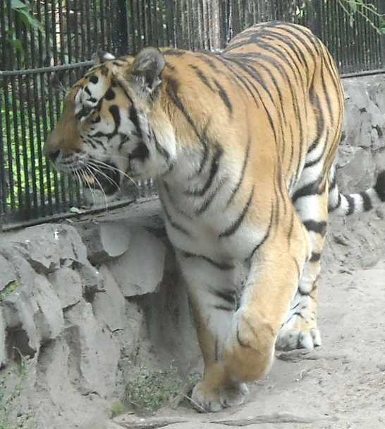   - Panthera tigris altaica  ( 2031) 