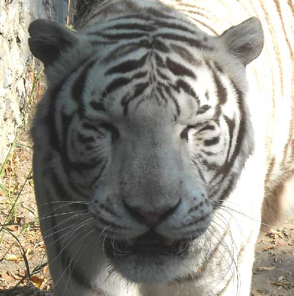     - Panthera tigris tigris var.alba  ( 2084) 