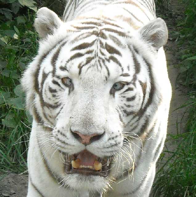     - Panthera tigris tigris var.alba  ( 2085) 