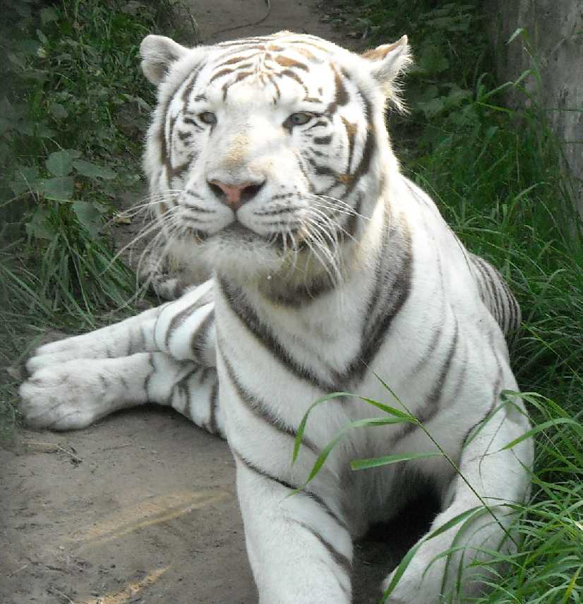     - Panthera tigris tigris var.alba  ( 2086) 