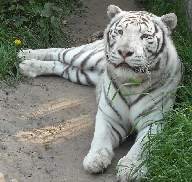     - Panthera tigris tigris var.alba  ( 2087) 